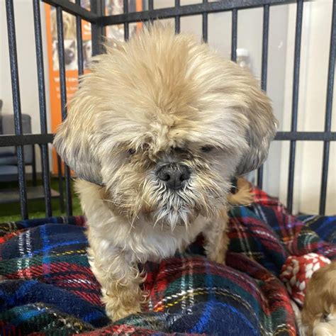 Senior Shih Tzu Goes From Down On Her Luck To A Place In The Sun Best