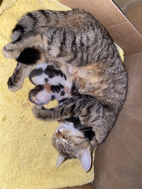Pisici Spre Adoptie Galati Olxro