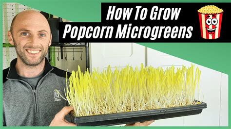 How To Grow Popcorn Microgreens Without A Dome Youtube