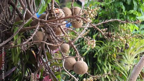 Fruits Of Shorea Robusta Also Known As Sal Sakhua Or Shala Tree This