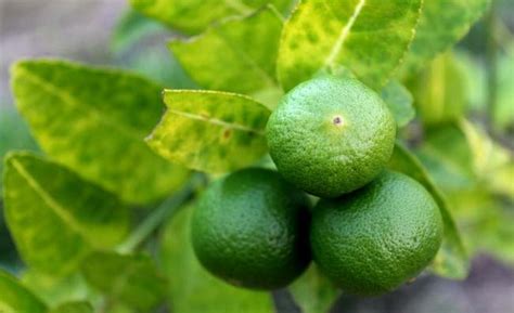 I also have a tendency to wring out every last drop of juice! How much juice in one lime? - KitchenVile