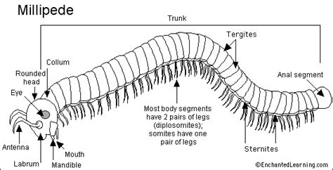 Base form, past form, past participle form. Millipede Printout - EnchantedLearning.com