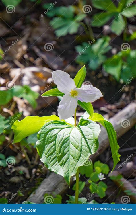 Large Flowered White Trillium Stock Image Image Of Closeup America