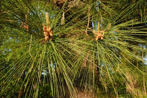 Slash Pine Trees And Shrubs Nature In Focus