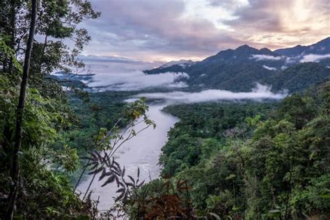 Ecuador Amazon Rainforest Guide Unforgettable Jungle Adventure
