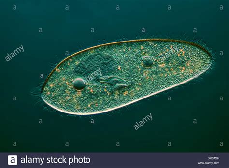 Ciliates Ciliata High Resolution Stock Photography And Images Alamy