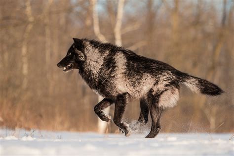 White Wolf Perfect Timing Photos A Close Encounter With A Minnesota