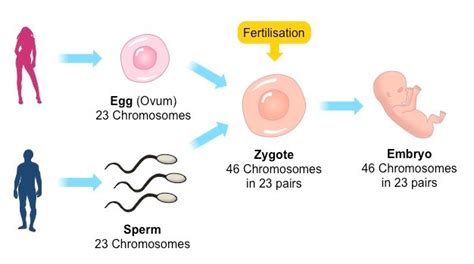 Reproduction Types Of Sexual Reproduction Conjugation Reproduction By Sexual Gametes