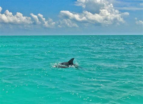 Sian ka'an is a biosphere reserve in the state of quintana roo, mexico. Watch wild dolphins in Sian Ka'an - World Wanderista