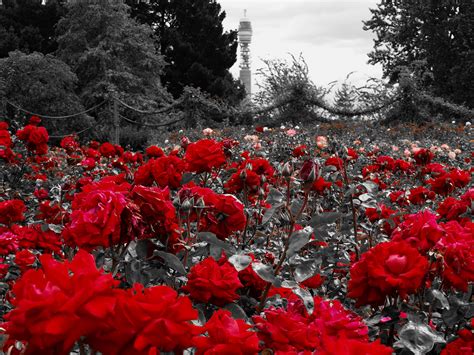 Für Dich Solls Rote Rosen Regnen Foto And Bild Archiv Projekte