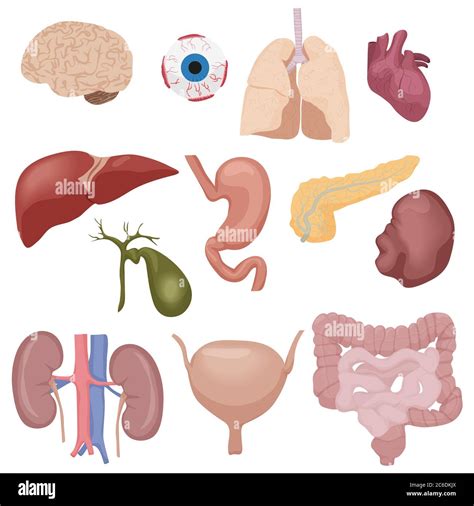Cuerpo Humano Partes Internas órganos Establecidos Aislados