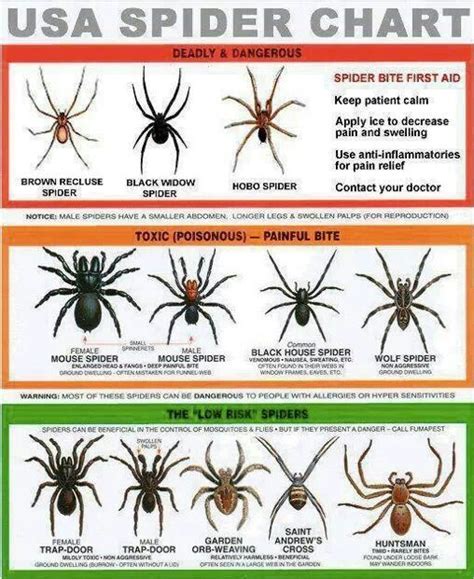North American Spider Chart Survival Life Wilderness Survival