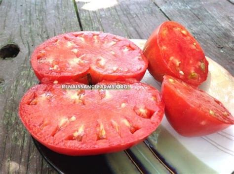 Anna Russian Tomato Seeds Available At