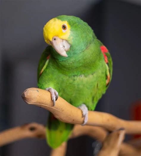 Amazon Parrot For Sale Buy Parrots Online Mika Birds Farm