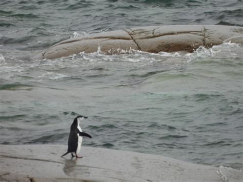 Chinstrap Penguin From Antarctica On January 7 2024 At 1008 Am By
