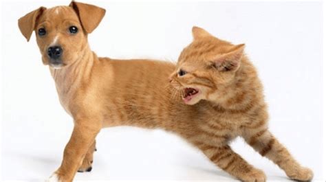¿cat Dog El Perro En Cuerpo De Gato Video Viral La Verdad Noticias