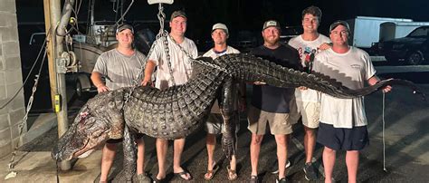 ‘all Hands On Deck Alabama Hunters Capture Massive Alligator Weighing