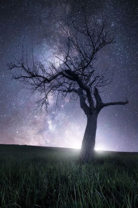 Pin By Anjosa On Night By Starsandmoon Lone Tree Photography Lone Tree