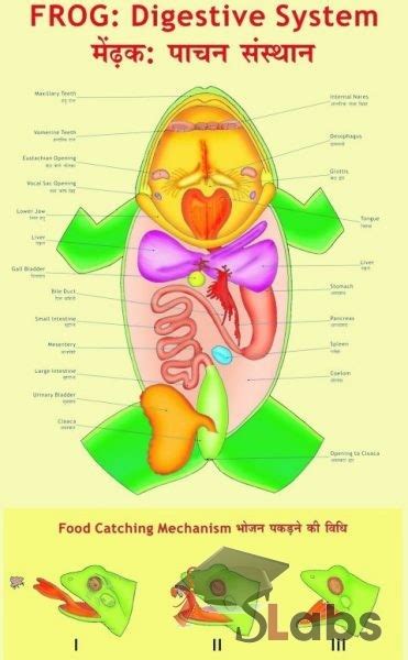Frog Digestive System - Scholars Labs