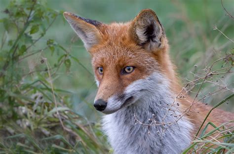 Red Fox By Linda Vendelbo On 500px Fox Hunting Fox Animals