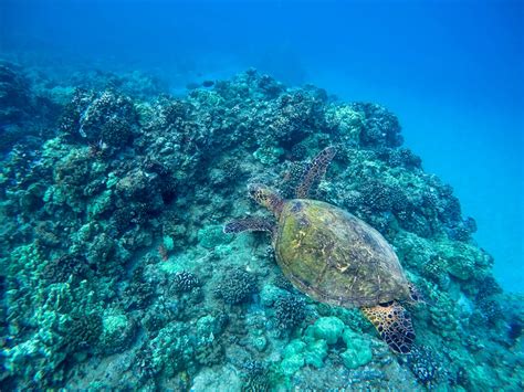 Maluaka Beach The Best Place To Snorkel With Turtles On Maui ⋆ Brooke