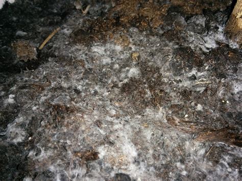 White mold on dirt under house. How to prevent fungus on soil in self watering pots ...