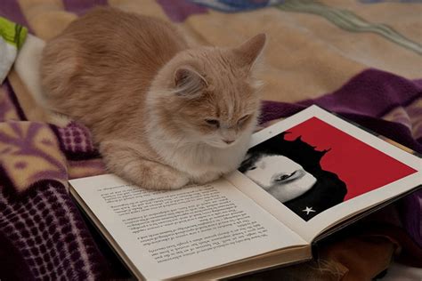 Cats Reading Books Book Heaven