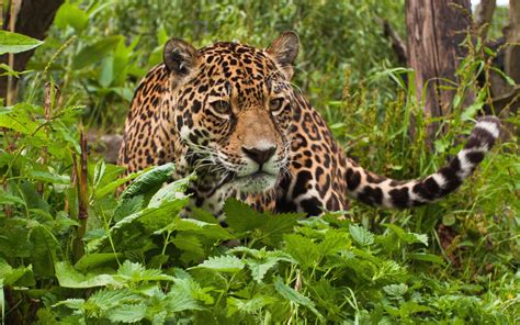 Jaguar World Of Wild Animals Hd Wallpaper For Pctablet And Mobile