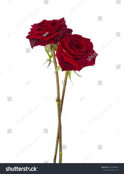 Two Dark Red Roses Isolated On Stock Photo 1607999983 Shutterstock