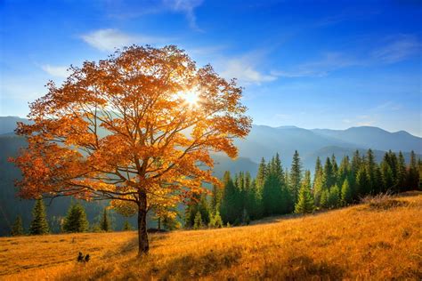 Download Forest Mountain Fall Nature Tree Hd Wallpaper