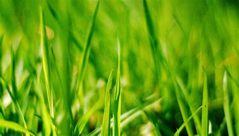 Dsc8326 Woodland Grass In The Afternoon Sun Dave Pattern Flickr