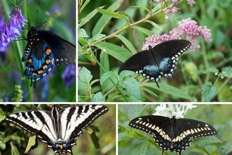 Types Of Swallowtail Butterflies Identification And Comparison