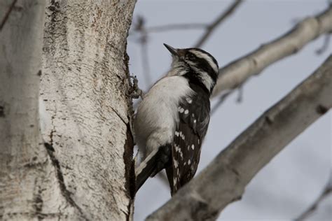 Female Hairy Woodpecker Jonesblog