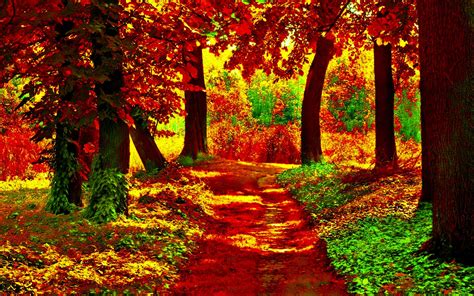 Path In Autumn Forest