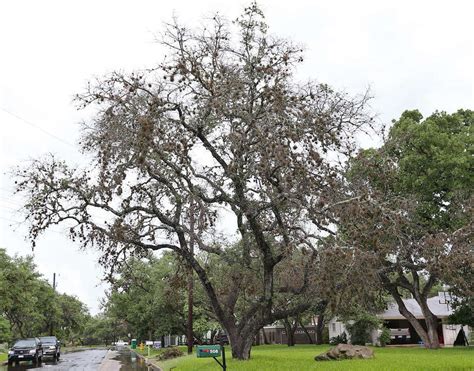 Oak Wilt Descends On Neighborhoods San Antonio Express News