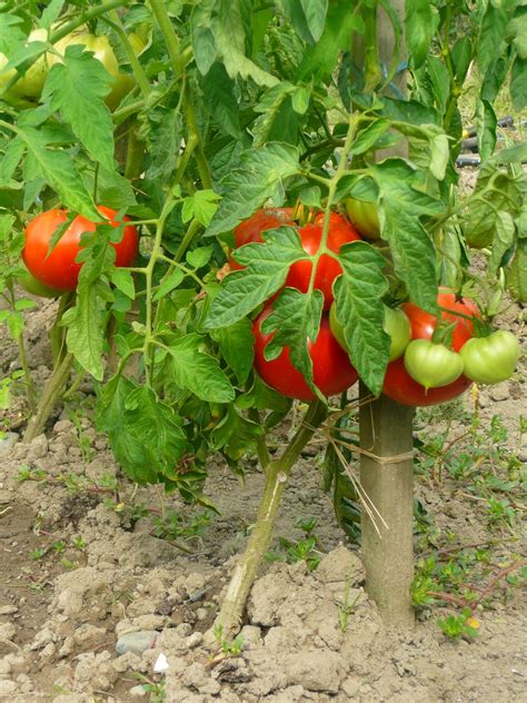 Histoire Tomate Supersteak