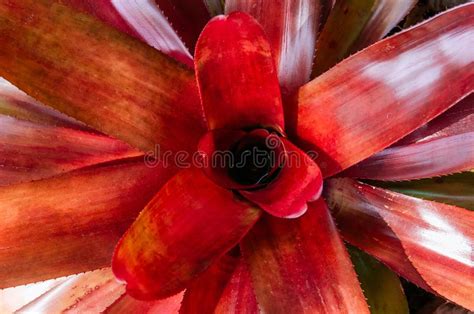 Red Bromeliad Or Decorative Pineapple Top View Shot Stock Photo Image