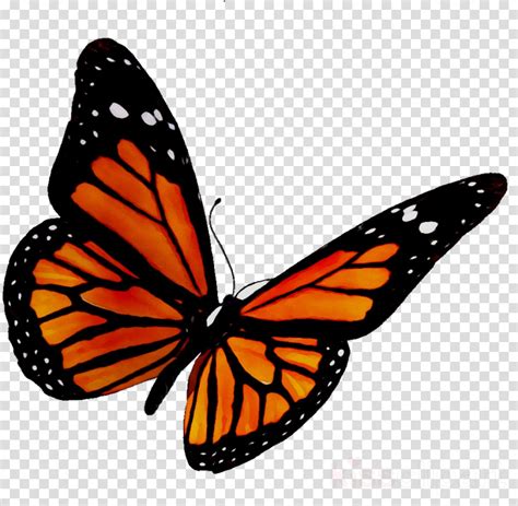 download orange butterfly png free png images toppng images