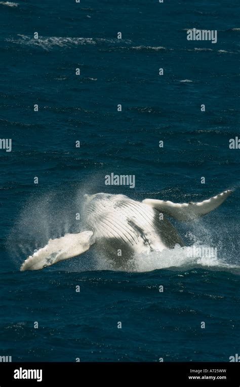 Humpback Whale Megaptera Novaeangliae Breaching Cabo San Lucas