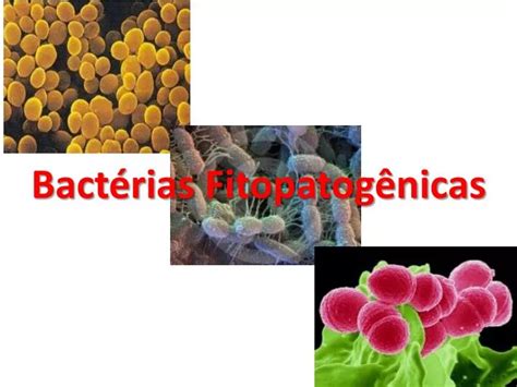 Ppt Bactérias Fitopatogênicas Powerpoint Presentation Free Download