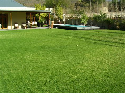 Kikuyu, a native of the highlands of east africa, is now naturalised in many coastal and northern regions of new zealand. Grass Factory - Kikuyu 3 - Grass Factory & Eco Organics