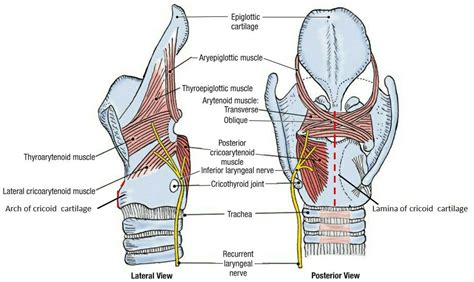 Intrinsic Muscles Of Larynx ArielilSexton