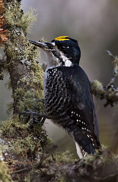 Black Backed Woodpecker Minnesota Breeding Bird Atlas