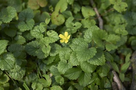 Namaskaar, is video mein maine aapse indian strawberry (potentilla indica) ke baare mein baat ki hai, ise false strawberry ya duchesnea indica bhi kahte hai. Duchesnea Indica Plant Close Up Stock Image - Image of ...