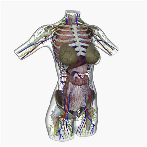 We picked the following organs: Female Torso Anatomy Diagram - Human Torso Anatomy Diagram ...
