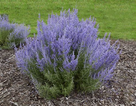 Perovskia Atriplicifolia Denim N Lace Russian Sage