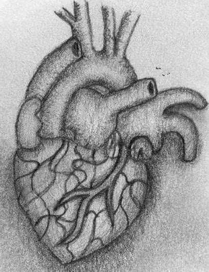 Human Heart By Jadeeatcupcake On Deviantart
