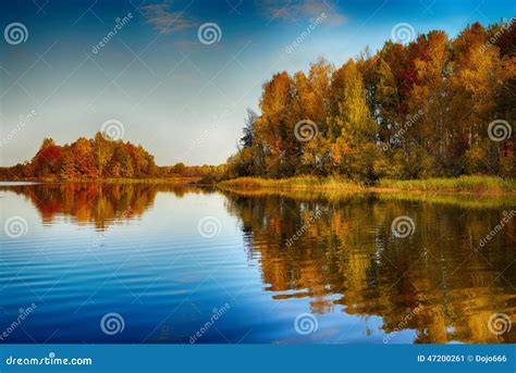 Surreal Autumn Of Yellow Trees With Reflection On Lake Stock Image