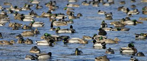 Ducks On The Move Per Ducks Unlimited Migration Report Wellons Land