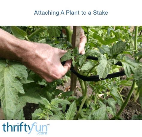 Staking Garden Plants Thriftyfun